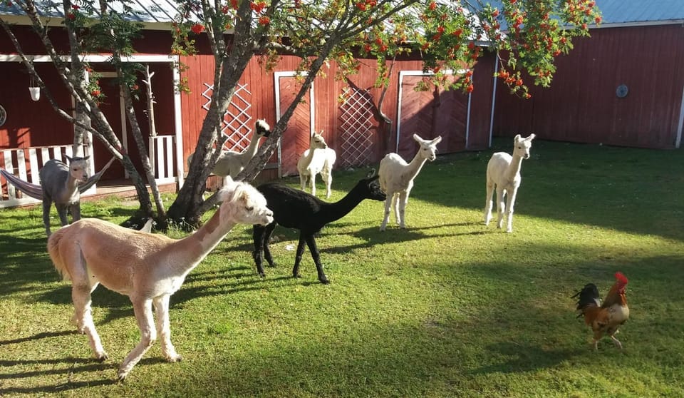 Day, Animals