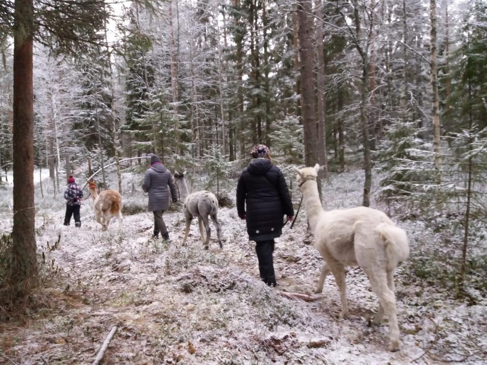 Natural landscape, Winter, Pets