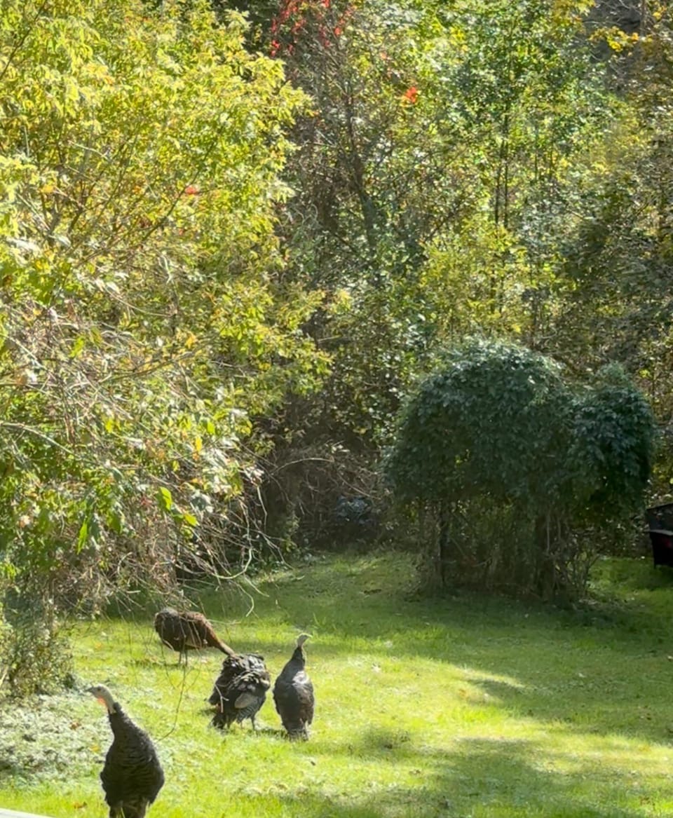 Licensed-8 Acre Estate, Trail & Stream with 3 Beds House in Hamilton