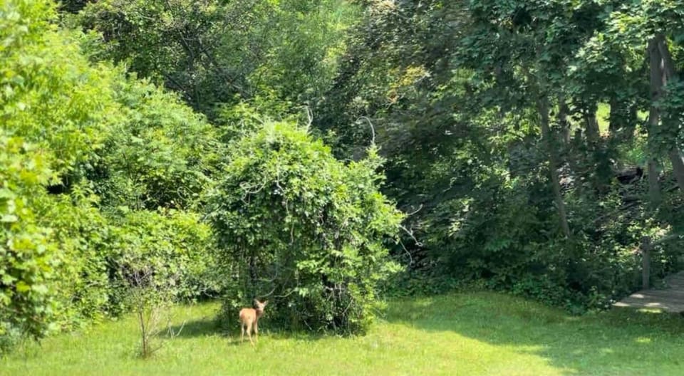 Garden, Garden view