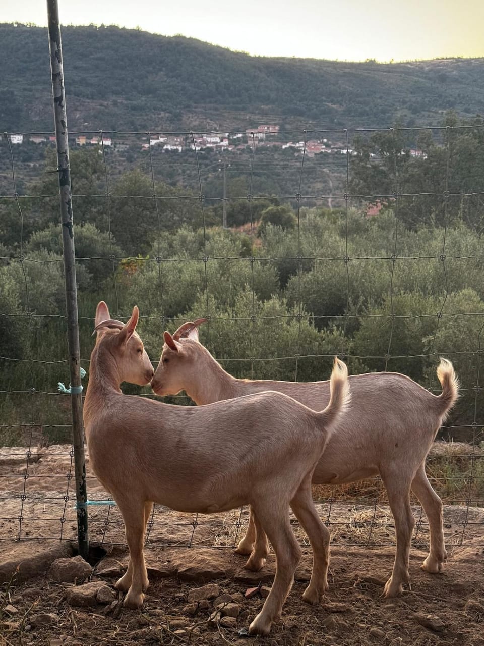 Casa da Aldeia - Exclusive Upper Floor with 3 Bedrooms and Private Pool House in Portugal