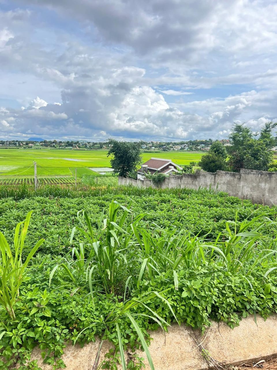 Lúa Vàng homestay Apartment in Vietnam