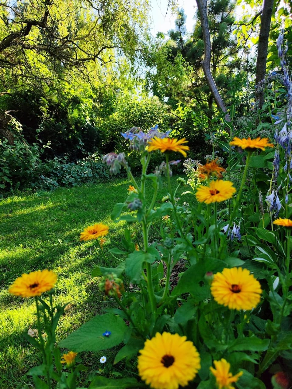 Garden view