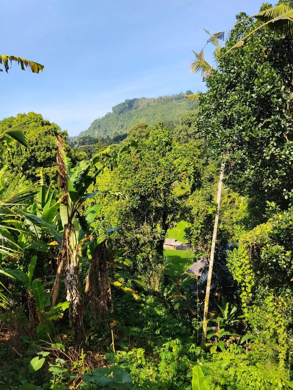 Garden view