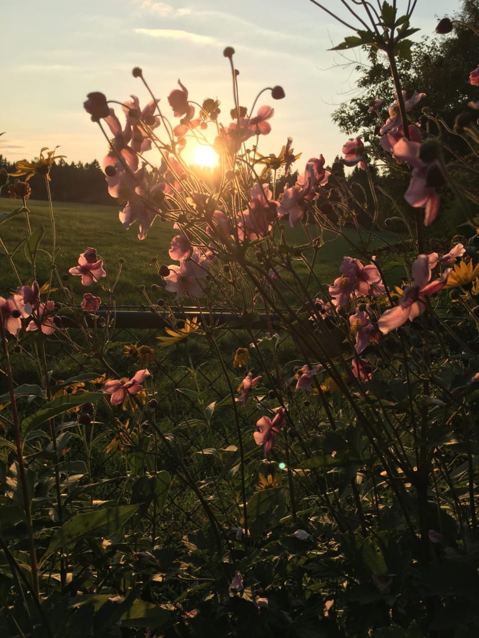 Natural landscape, Garden, Garden view, Sunset