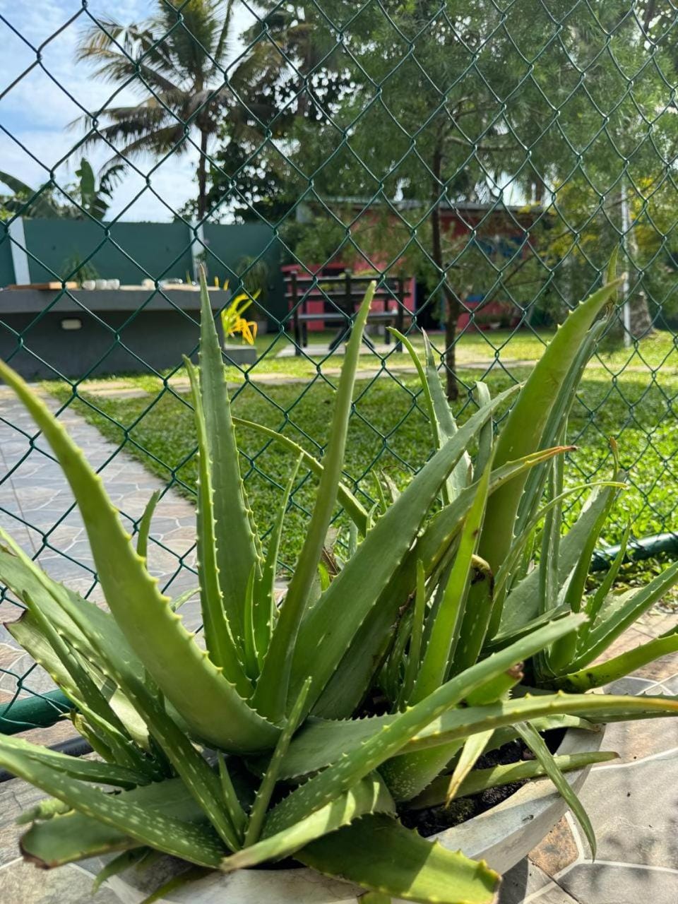 Garden view