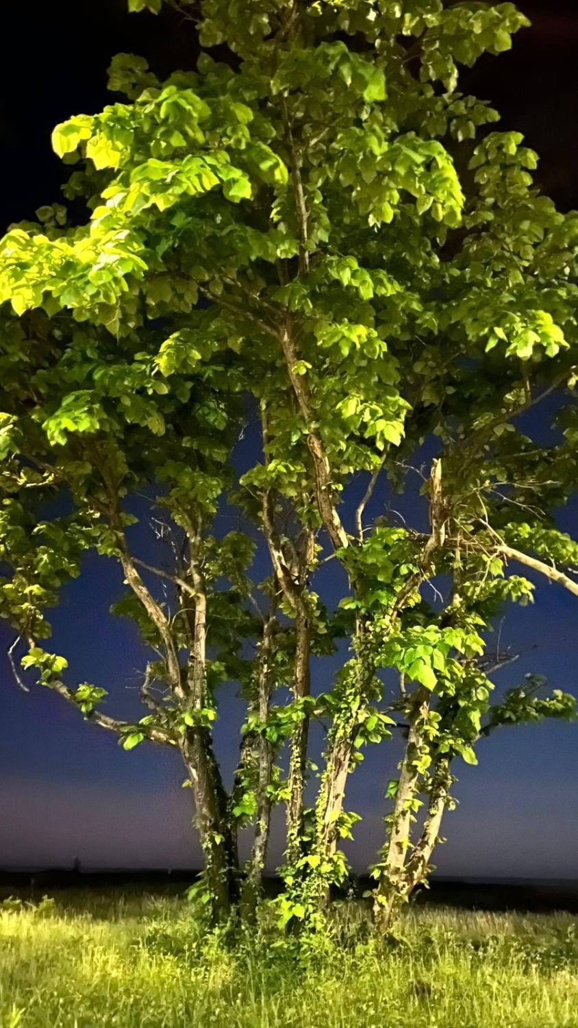 Natural landscape