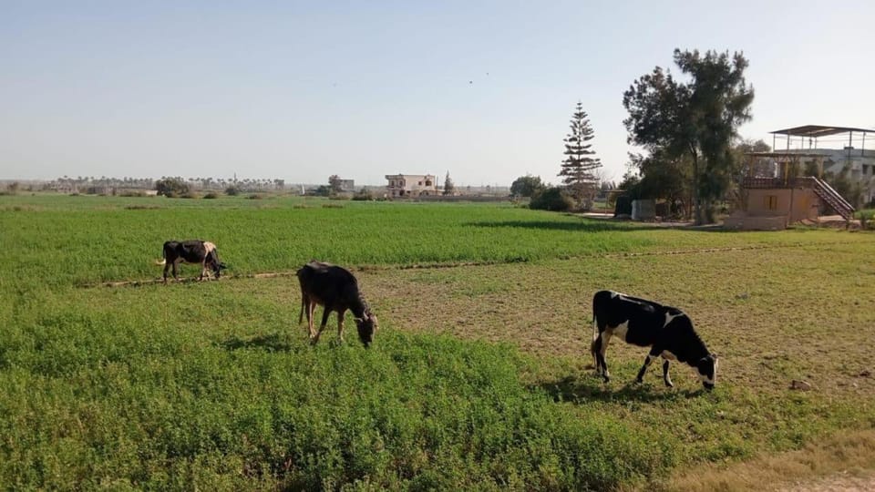 Marwan Farmhouse Apartment in Alexandria Governorate