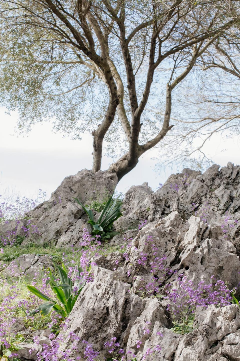 Natural landscape