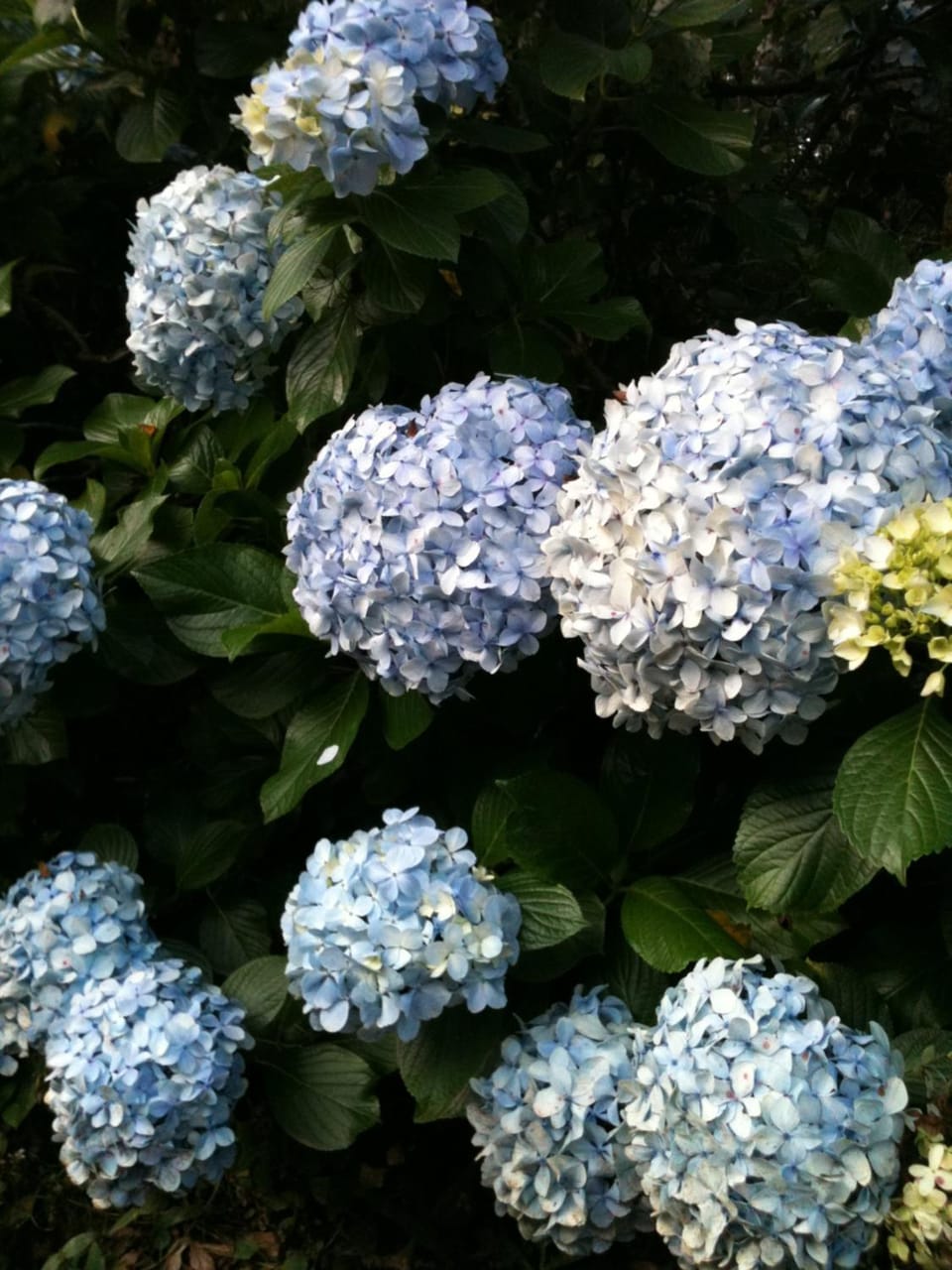 Spring