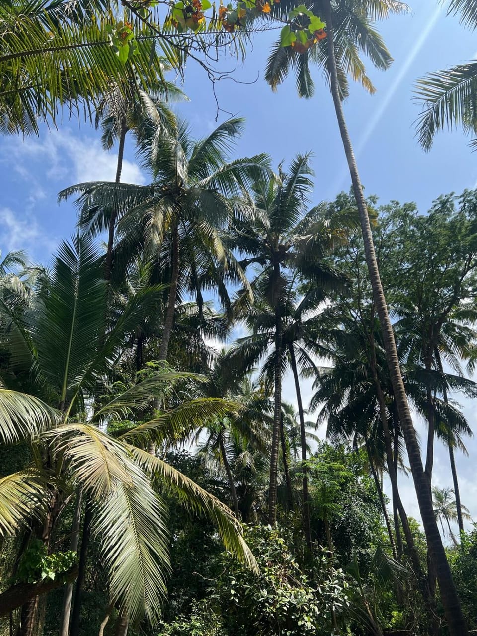 The Wilderness Studio! House in Goa, India