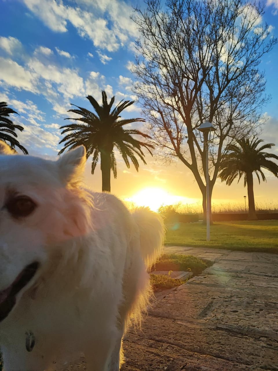 Natural landscape, Pets, Sunset