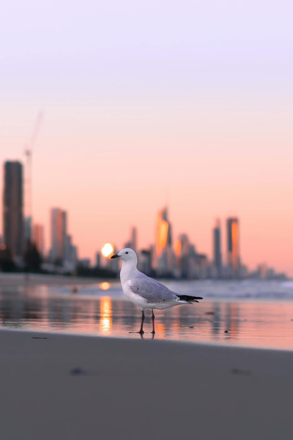The Enderley Escape Apartment in Surfers Paradise Boulevard