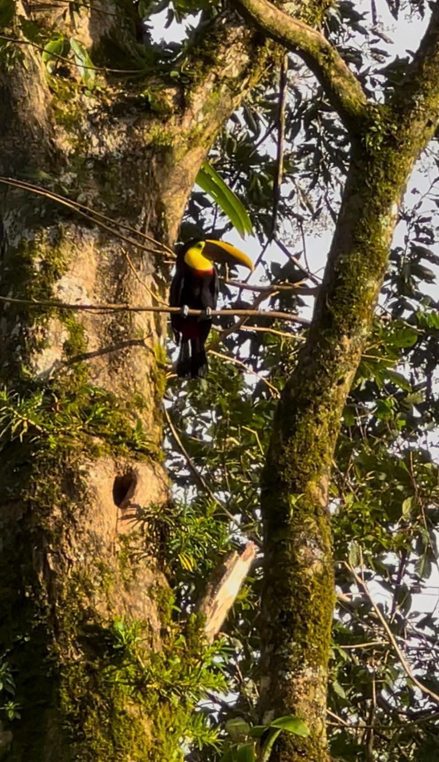 La cabaña del Colibrí Apartment in Alajuela Province