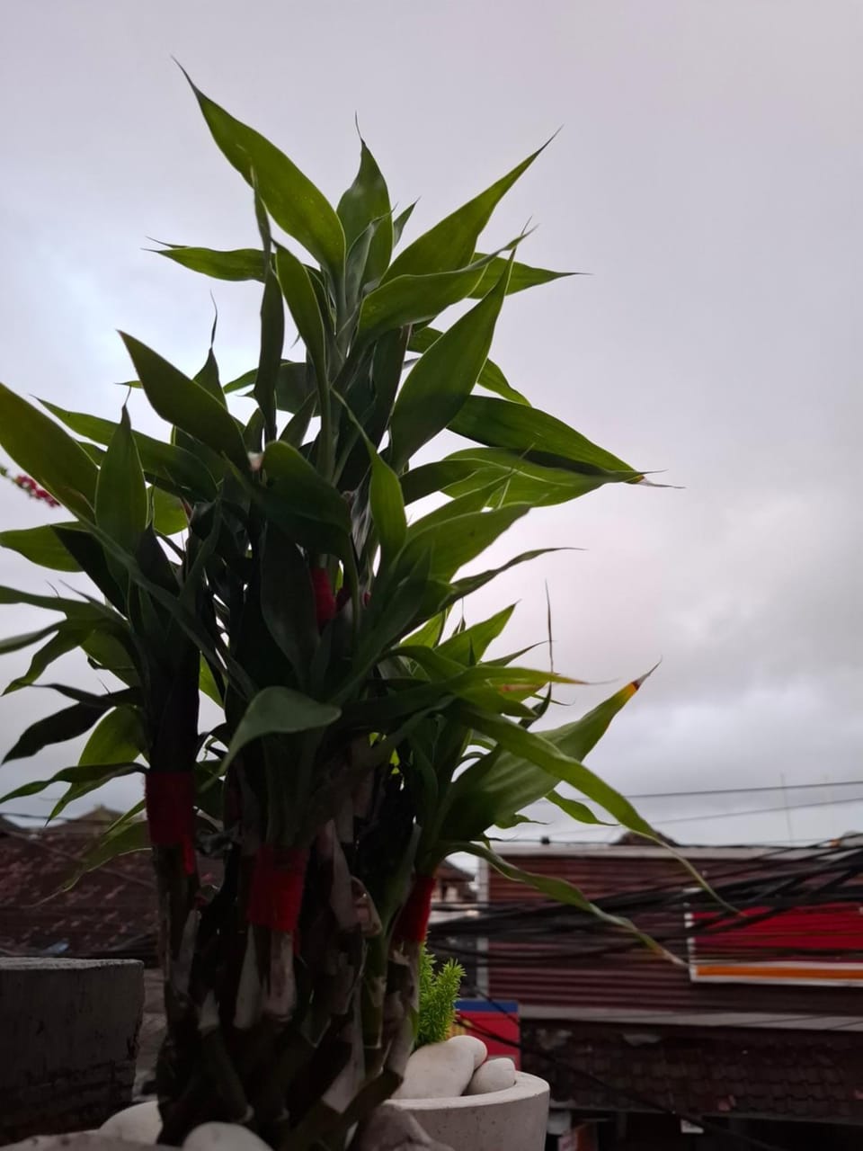 The New Okie House Hotel in Kuta