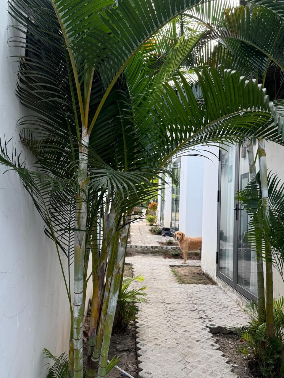 Garden View Bungalow Calm Stay in Phu Quoc Apartment in Phu Quoc