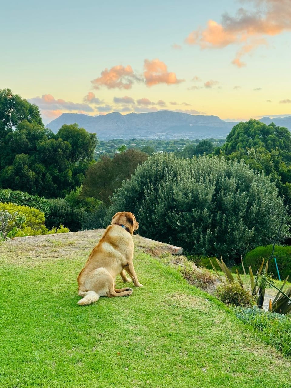 Pets, Mountain view
