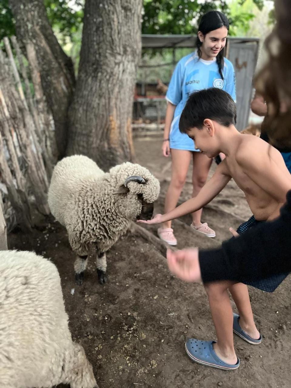 Animals