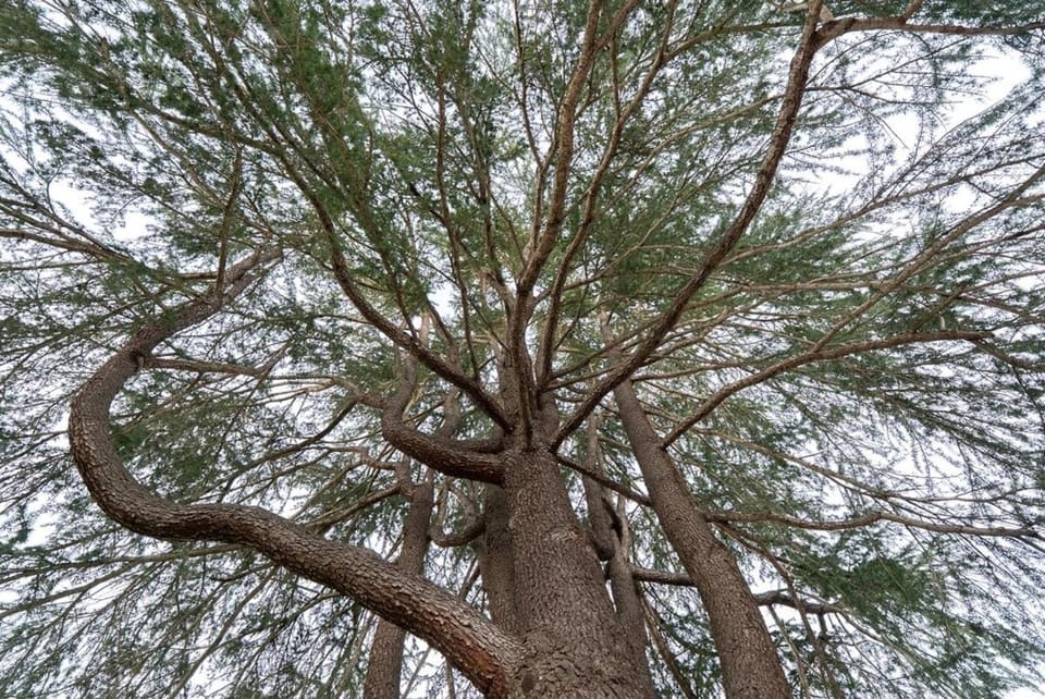 Harleys Hideaway Hilltop Views Hot Tub Pets OK House in Paso Robles
