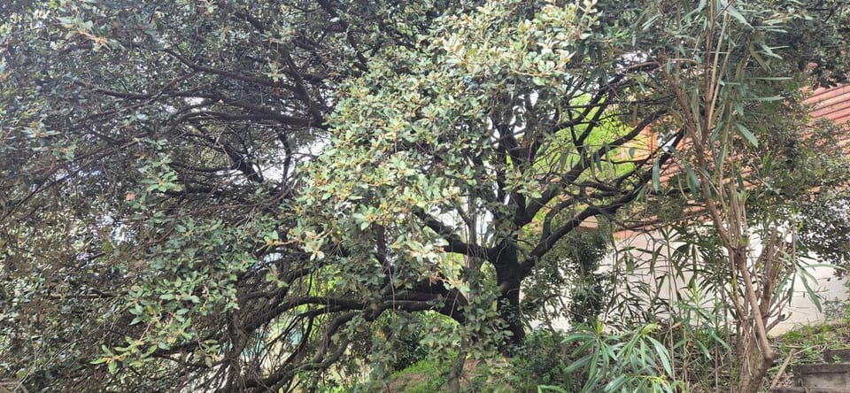 Garden view, Garden view