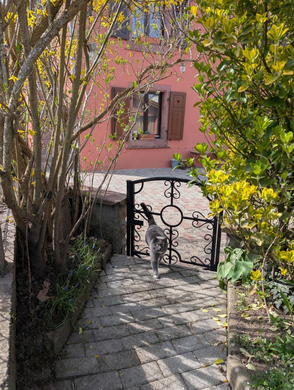 Garden, Balcony/Terrace