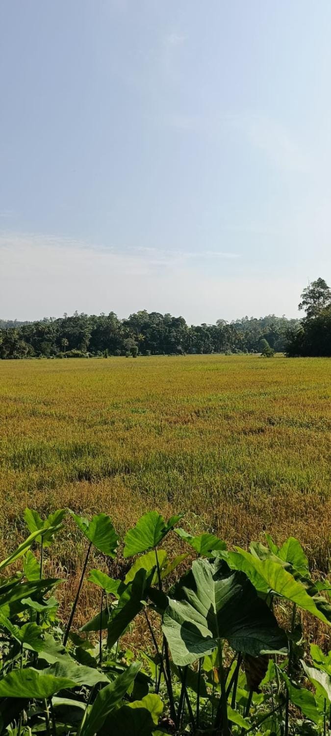 Natural landscape