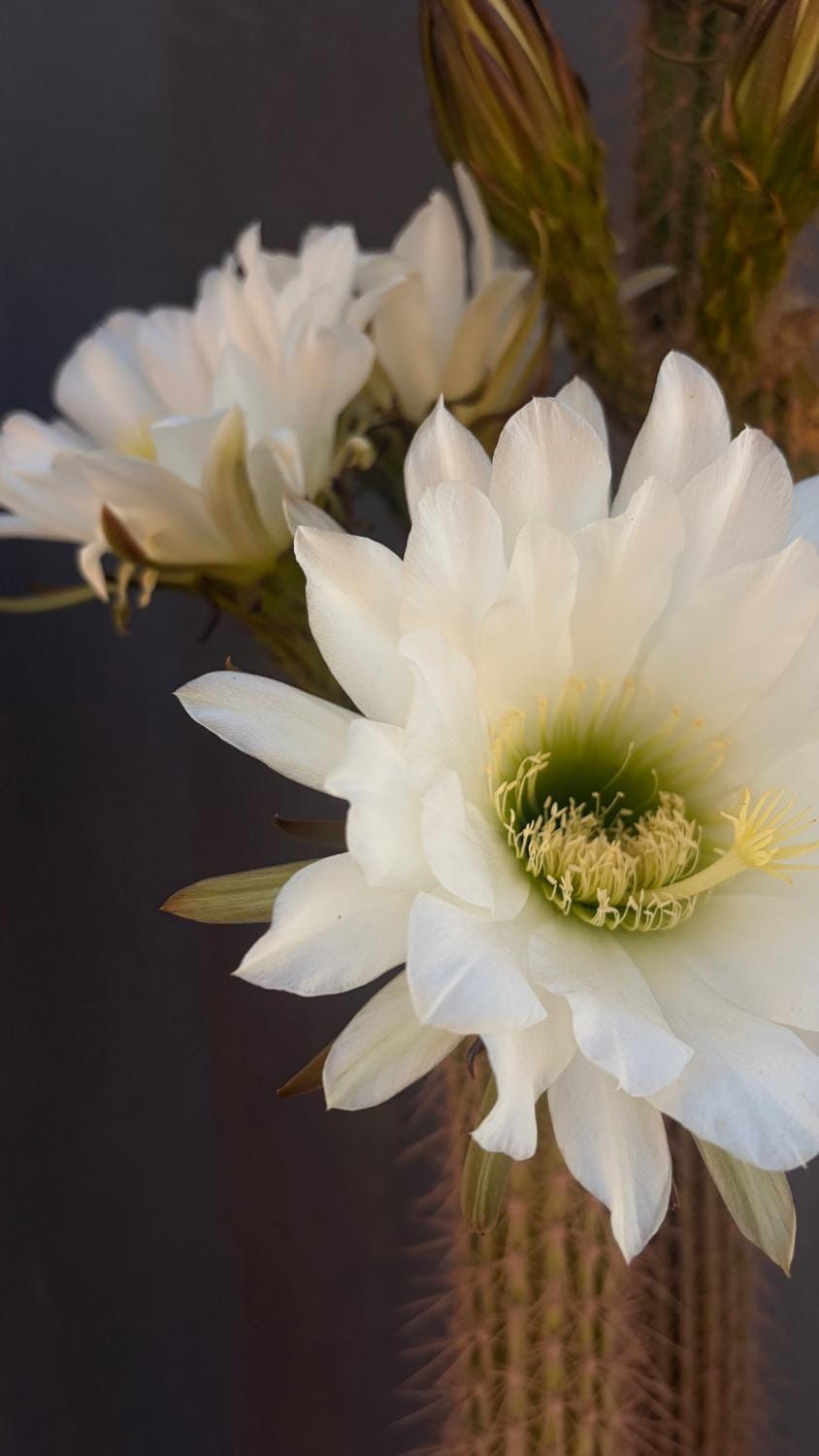 Soeterus Guest Farm Bed and Breakfast in Western Cape
