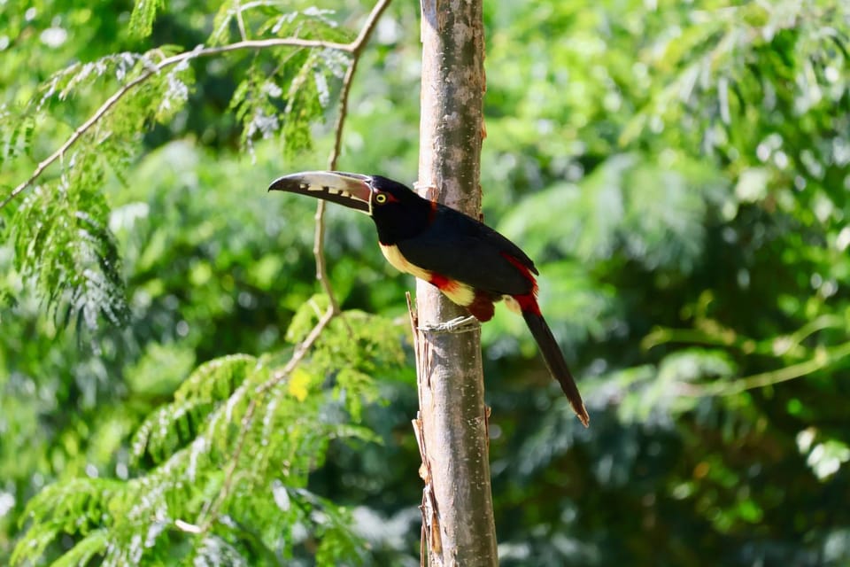 Bird's eye view, Animals