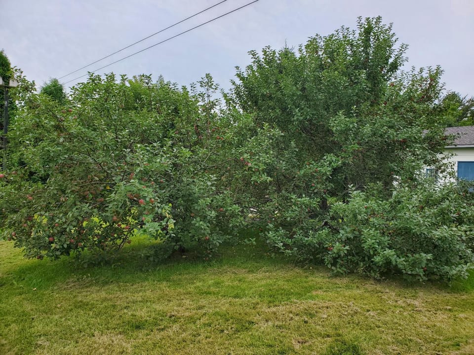 Garden view