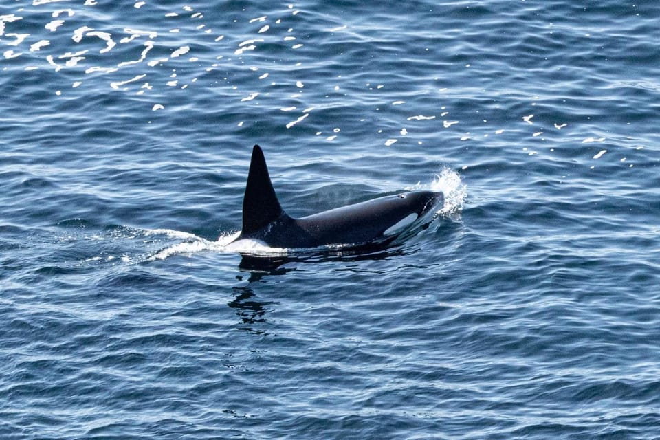 Gairsay, Shaalder Apartments Apartment in Scotland