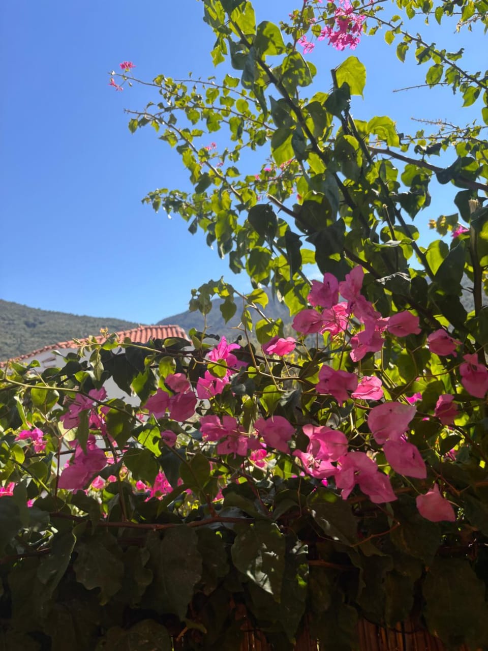 The bee's house 2 Apartment in Tyros