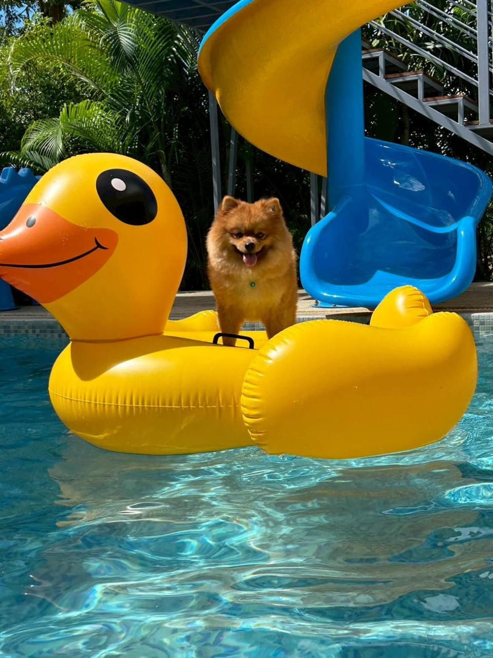 Animals, Pets, Pool view, Swimming pool