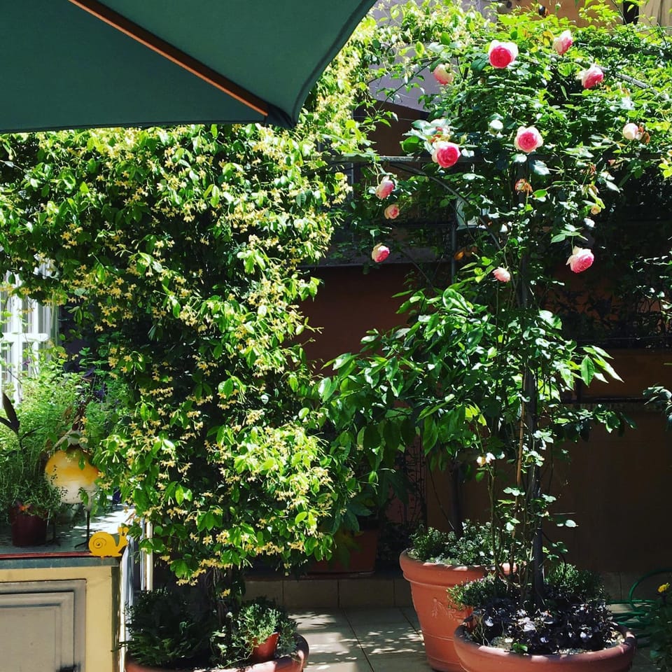 Garden view