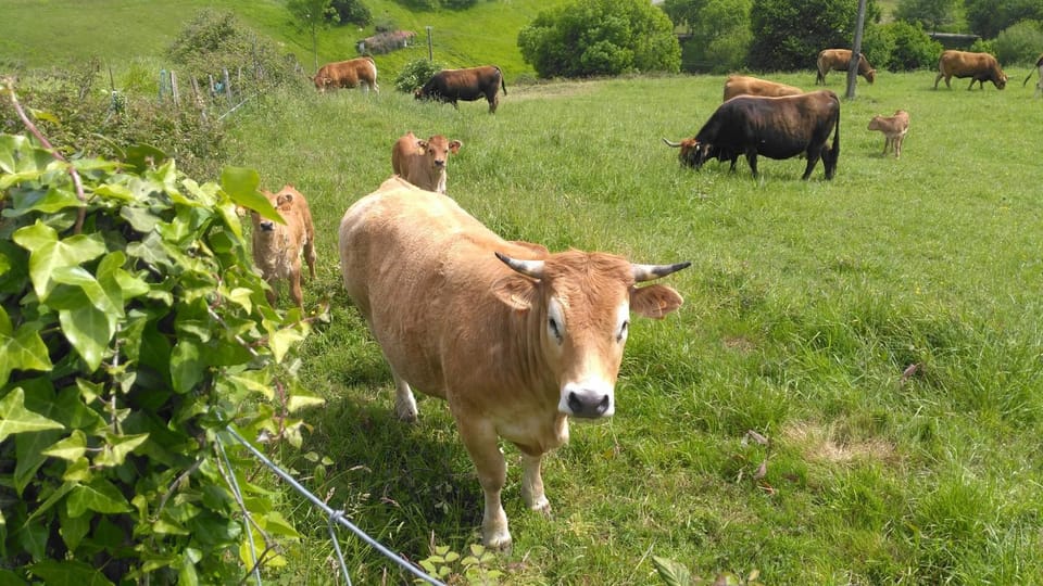 Casa Rural Aristondo Agroturismo Country House in Basque Country