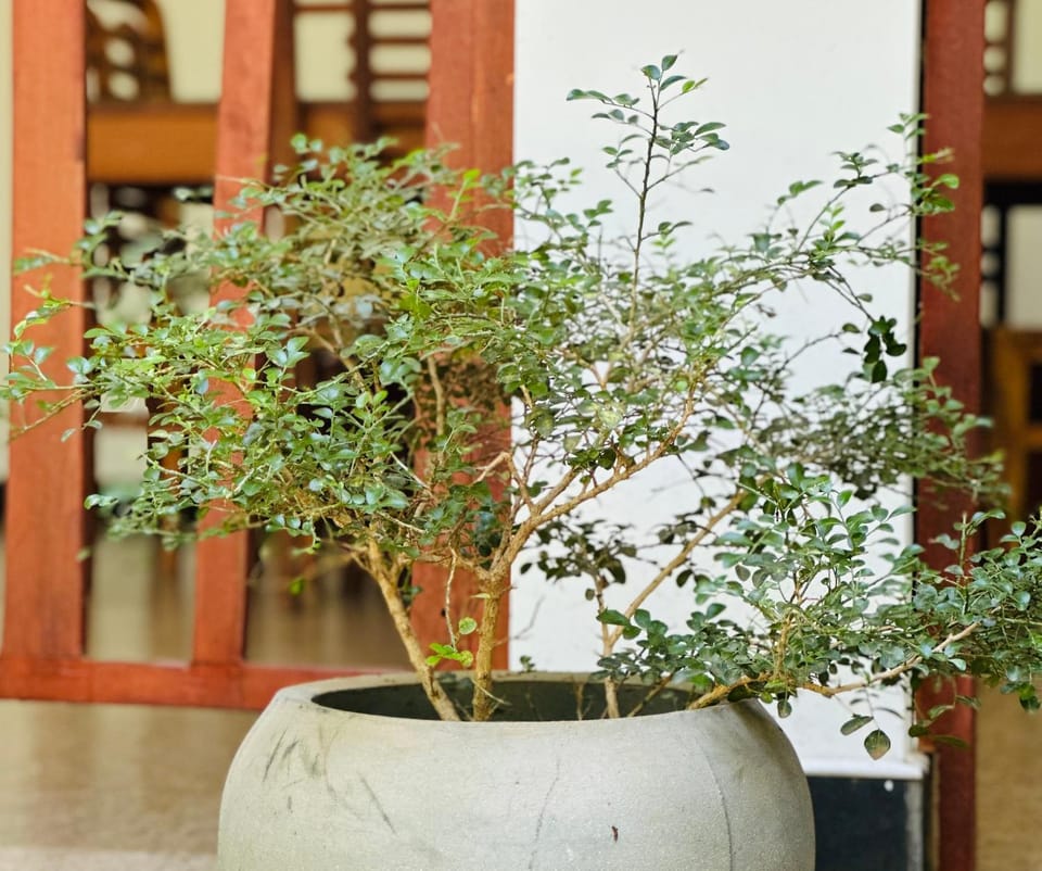 Garden, Garden view