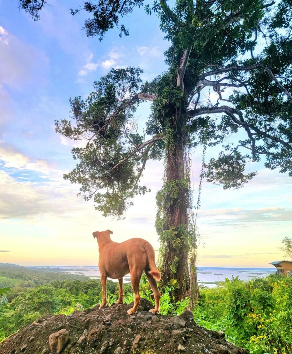 Day, Natural landscape, Animals