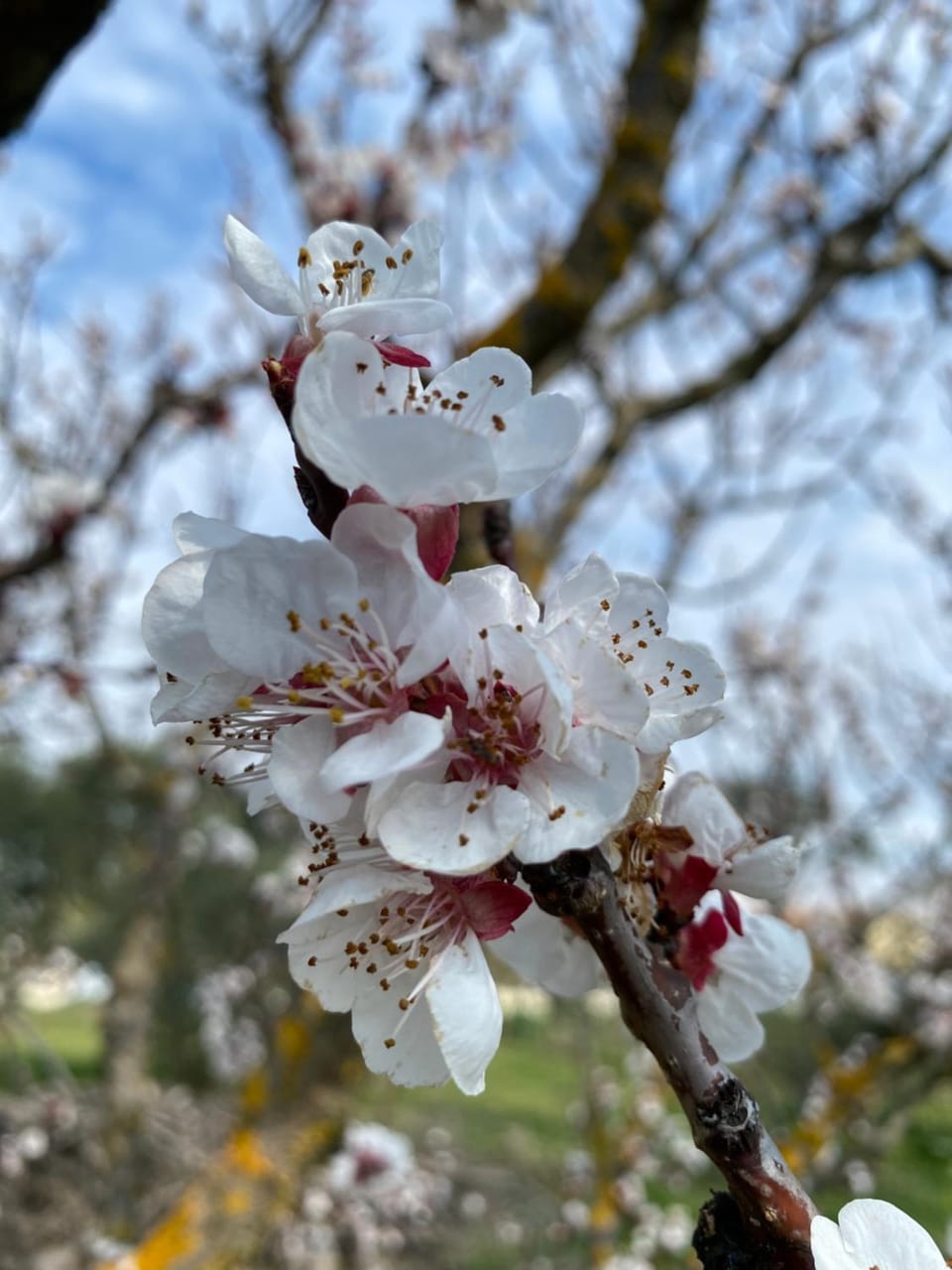 Spring