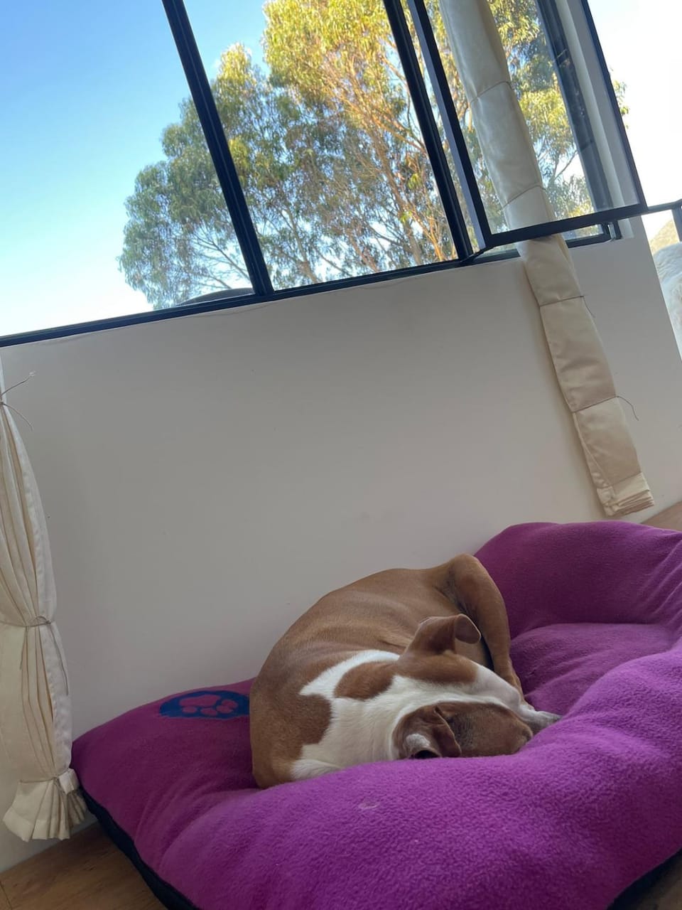 Seating area, Pets