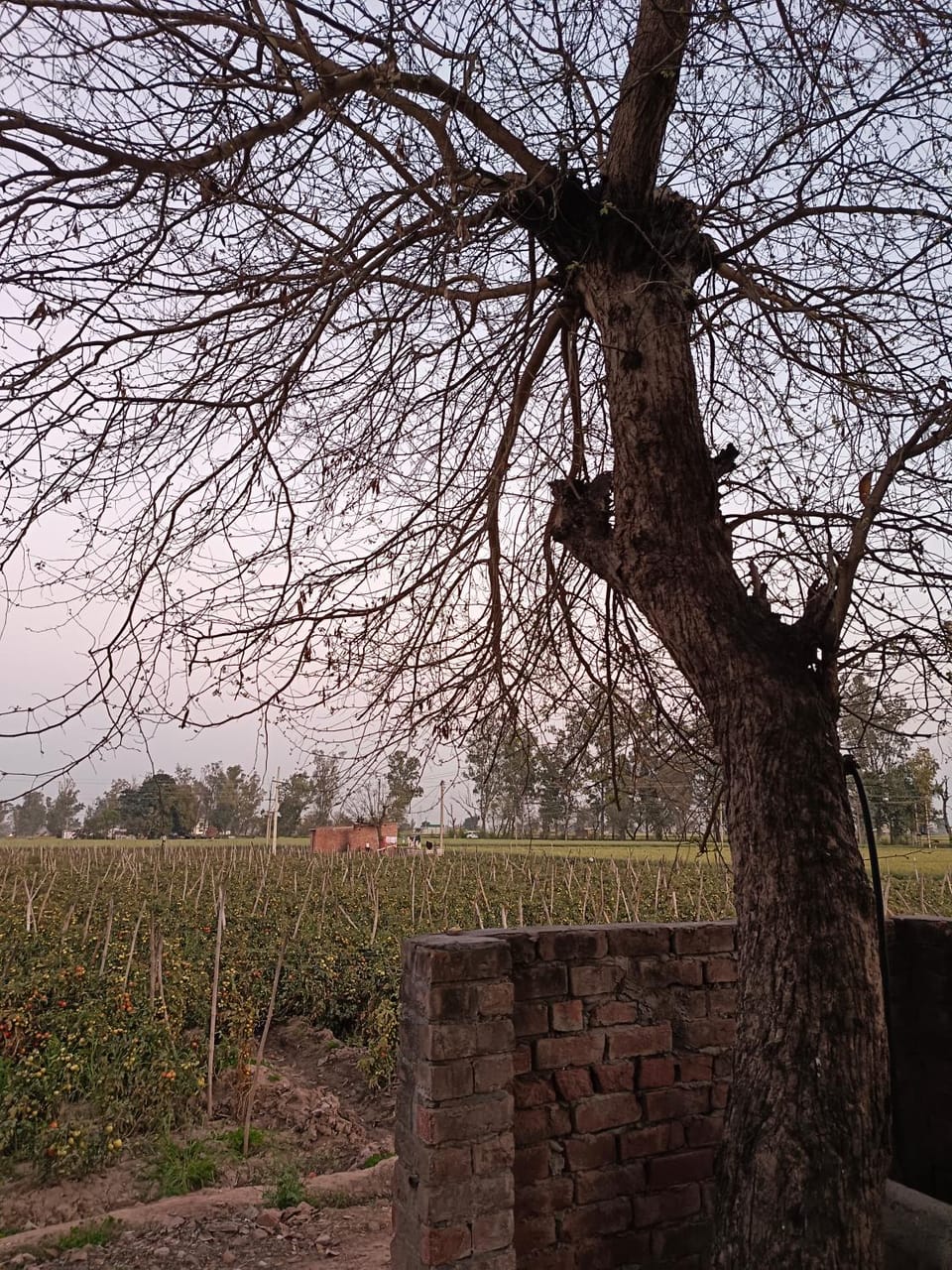 Padda Farm house House in Punjab, India