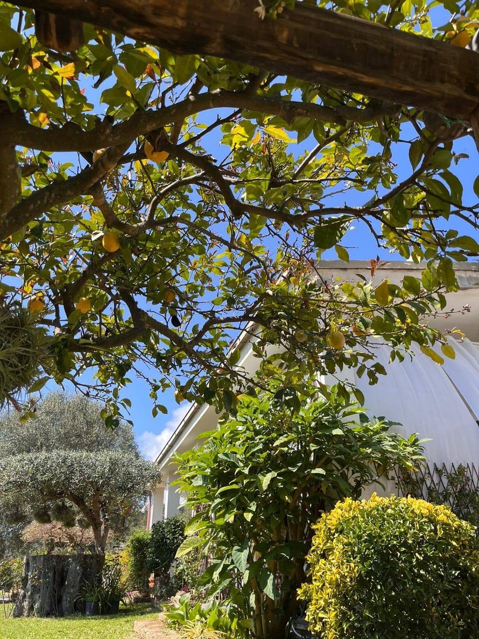 La Limonaia - Retreat Apartment in Basilicata