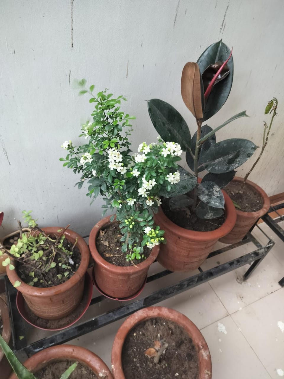 AMYRA Apartment Apartment in Punjab, India