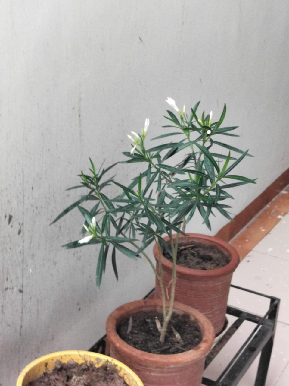AMYRA Apartment Apartment in Punjab, India