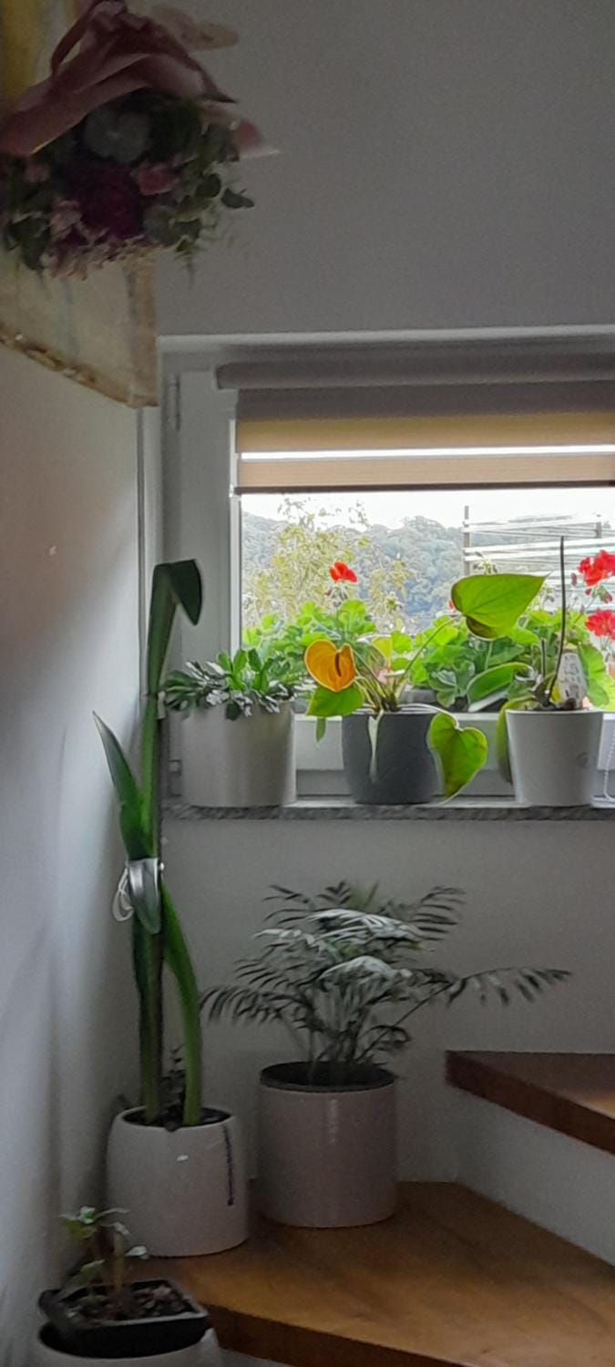 Sobe za odmor Sandra Bed and Breakfast in Slovenia
