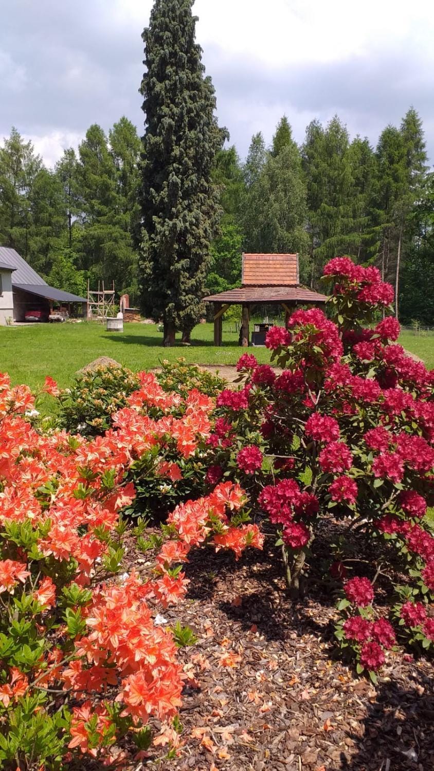 Day, Natural landscape, Garden, Garden view