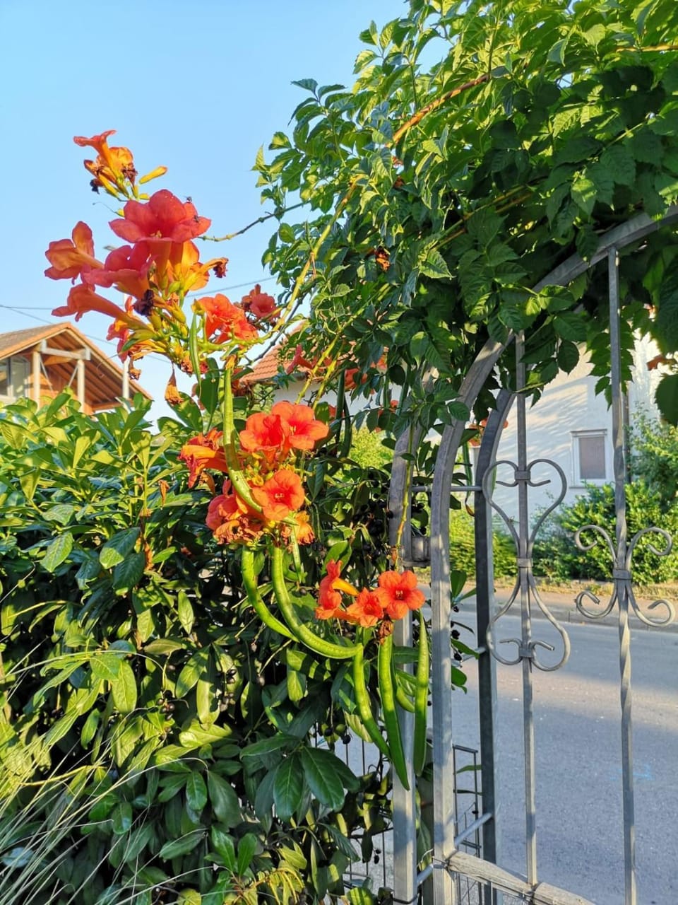 Garden, Street view