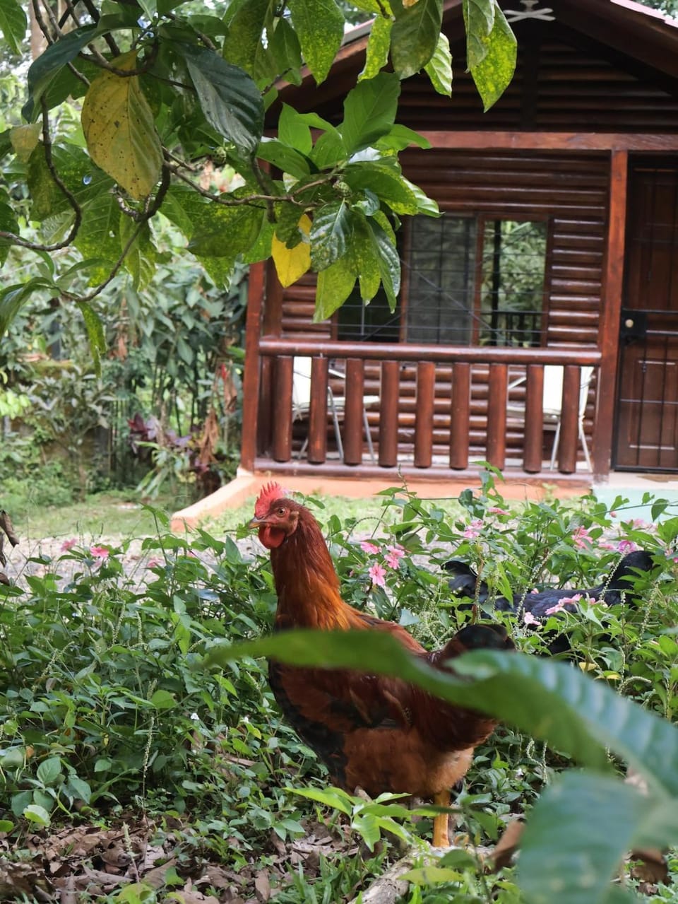 Nature retreat House in Alajuela Province