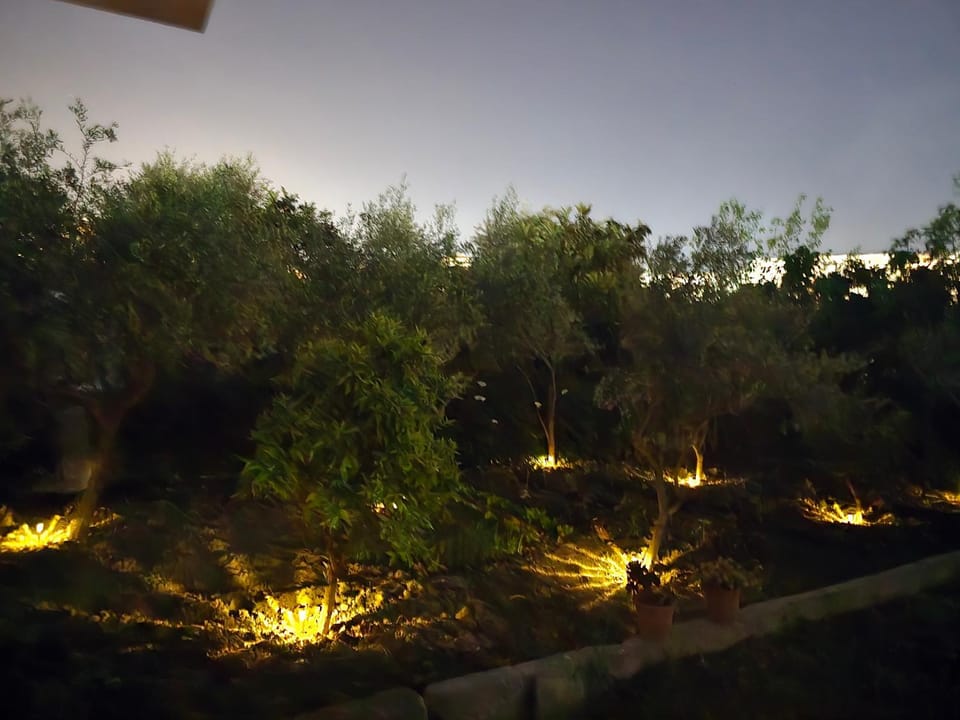 Night, Garden, Garden view
