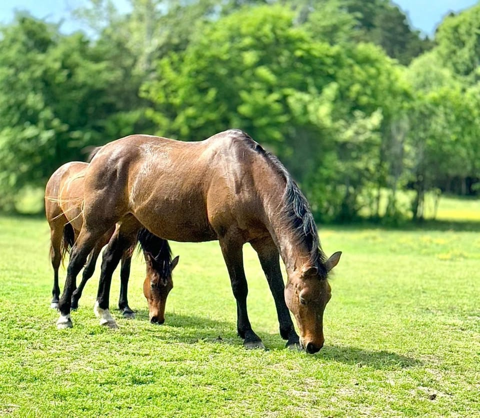 Day, Animals