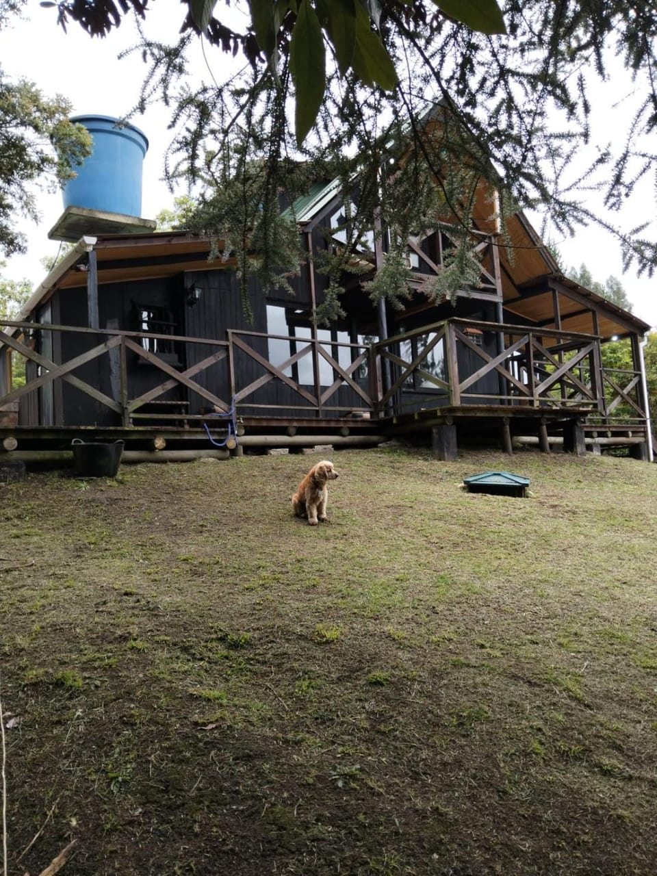 Garden, Pets
