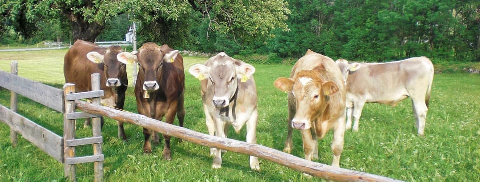 Day, Animals
